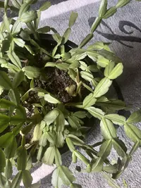 Thanksgiving Cactus photo by a Botan App user