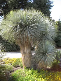 Beaked yucca (Yucca rostrata) plant