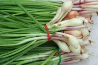 Tree onion