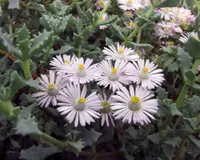 Deltoid-leaved Dewplant (Oscularia deltoides) plant