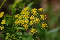 golden alexanders (Zizia aurea) plant