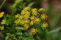 golden alexanders