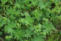 broadtooth lady's mantle