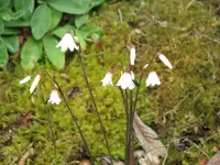 Autumn Snowflake