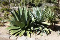 Pulque agave