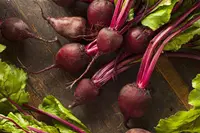common beet