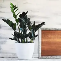 ZZ Plant (Zamioculcas zamiifolia Raven™) plant