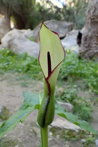 Water Arum