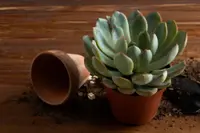 Echeveria pulvinata in the pot