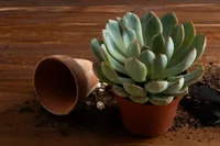 Echeveria pulvinata in the pot