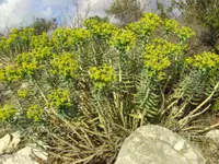 Gopher plant