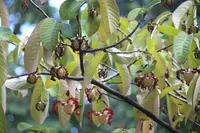 Monodora myristica plant