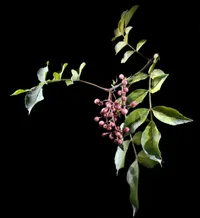Japanese pepper