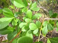 Longstalk Currantrhus