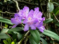 rhododendron