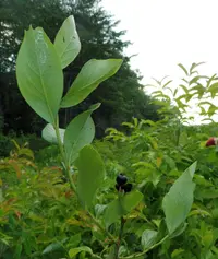 black highbush blueberry