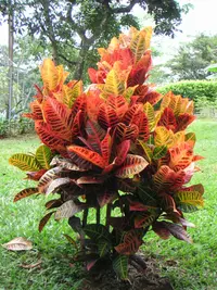 Garden croton (Codiaeum variegatum) plant