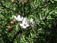 New Zealand tea tree