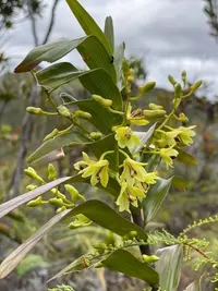 Dendrobium closterium