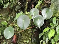 West Indian peperomia