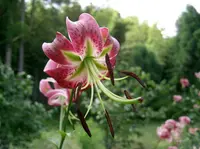 Lily