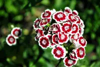 Dianthus barbatus flowers