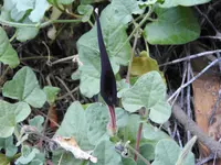 Wright's dutchman's pipe