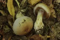 big bellied webcap (Cortinarius largus) plant