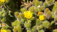 Delosperma echinatum