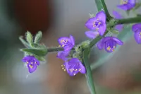 leatherleaf spiderwort