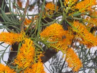 Christmas Tree Soil Guide