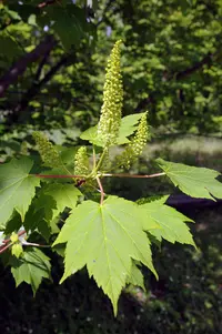 Tail-leaf Maple (Acer caudatum) plant