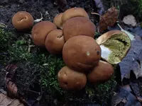 Pear-shaped Puffball