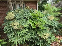 Fatsia japonica in the wild