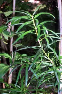 dwarf plum-pine