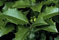 American holly