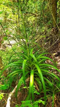 Tillandsia elongata