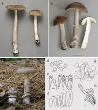Shaggy Legged Ringless Amanita (Amanita rhacopus) plant