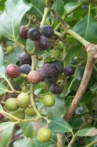 Glossy Forest Grape