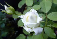 Rose (Rosa 'Pope John Paul II') plant