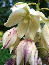 Spanish bayonet (Yucca aloifolia) plant