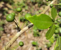 Naringi crenulata