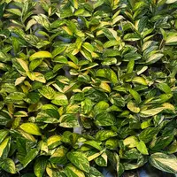 Monstera 'Karstenianum' (Monstera 'Karstenianum') plant