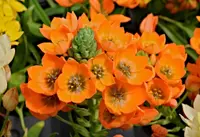 Yellow Chincherinchee (Ornithogalum dubium) plant