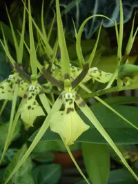 Gireoud's brassia