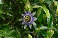 Passiflora caerulea