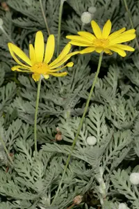 Grey-leaved euryops