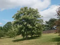 Japanese Horse-chestnut