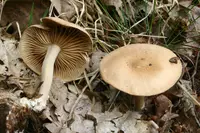 Wood Woolly-foot