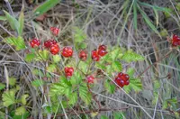 small-leaf bramble